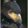 Young Bald Eagle Portrait II