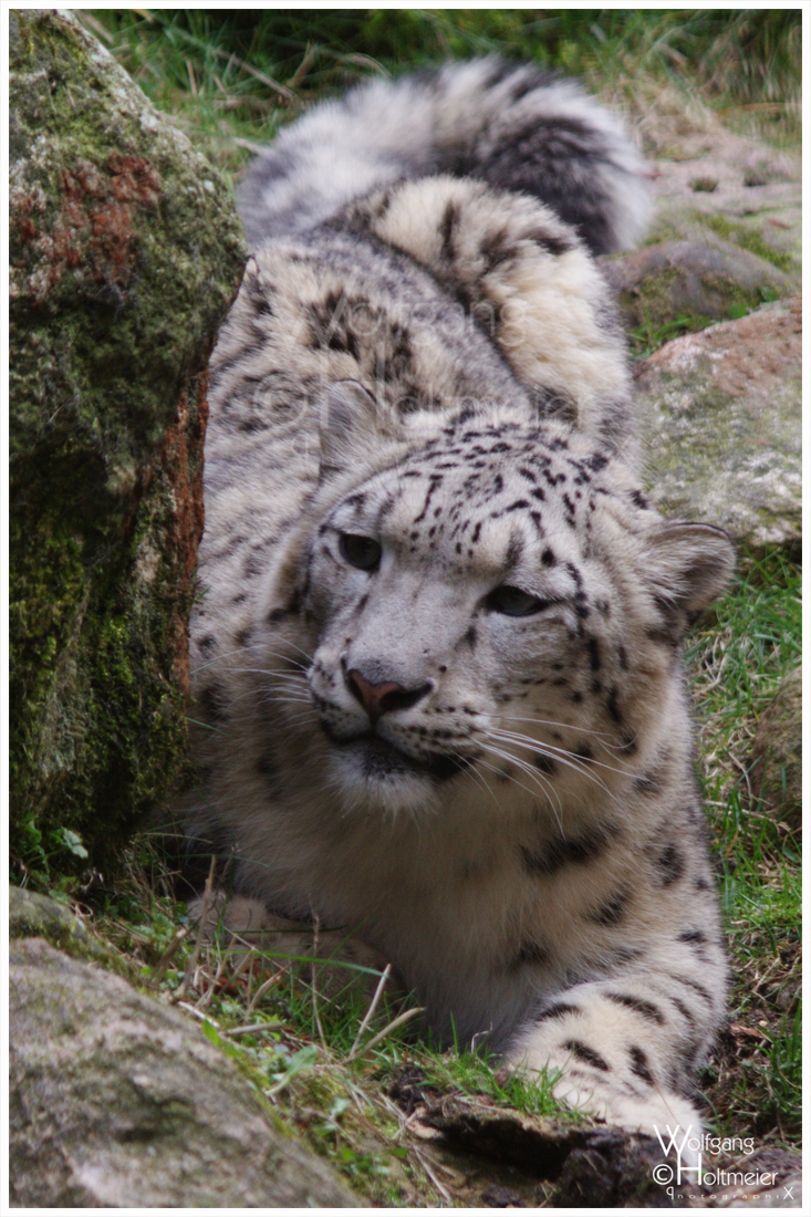 Snow Leopard waiting