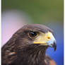 Harris Hawk Portrait