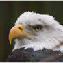 Winter - 03 BaldEagle I