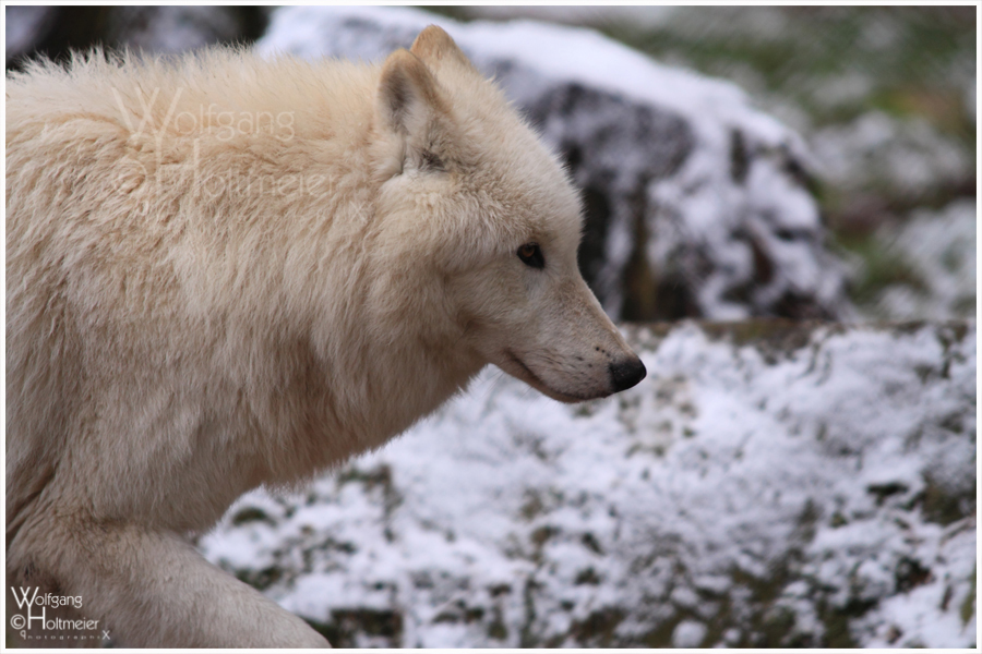 Winter 7 - Arctic Wolf I