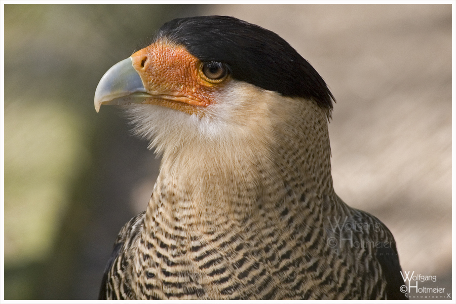 CaraCara