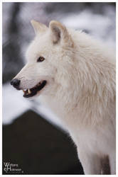 Arctic Wolf