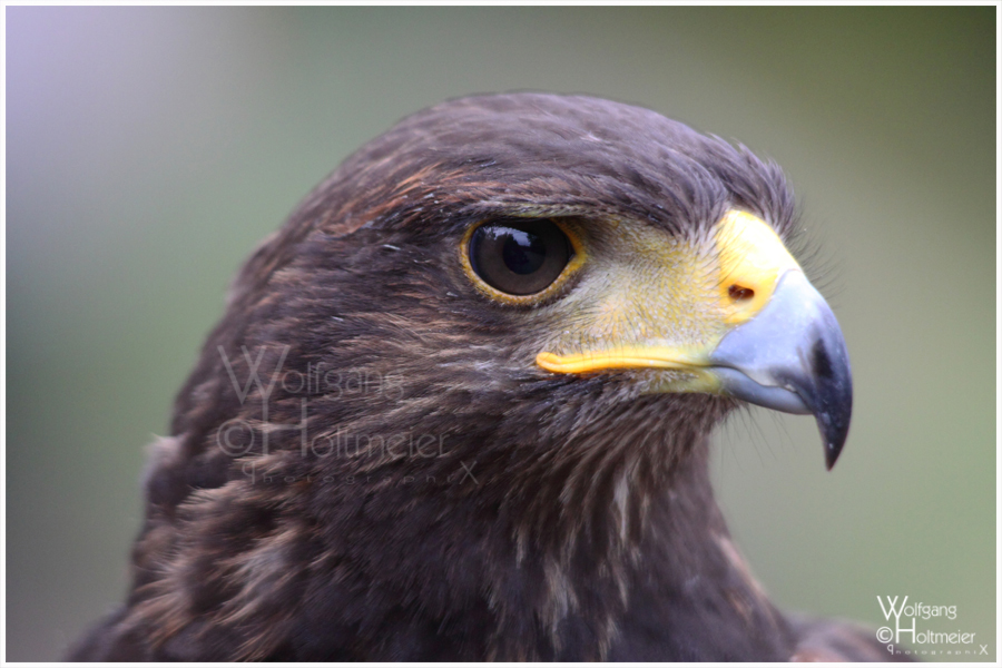 Harris Hawk Portrait II