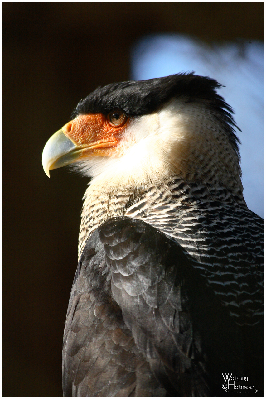 CaraCara in the Sun