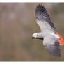 Fly - African Grey