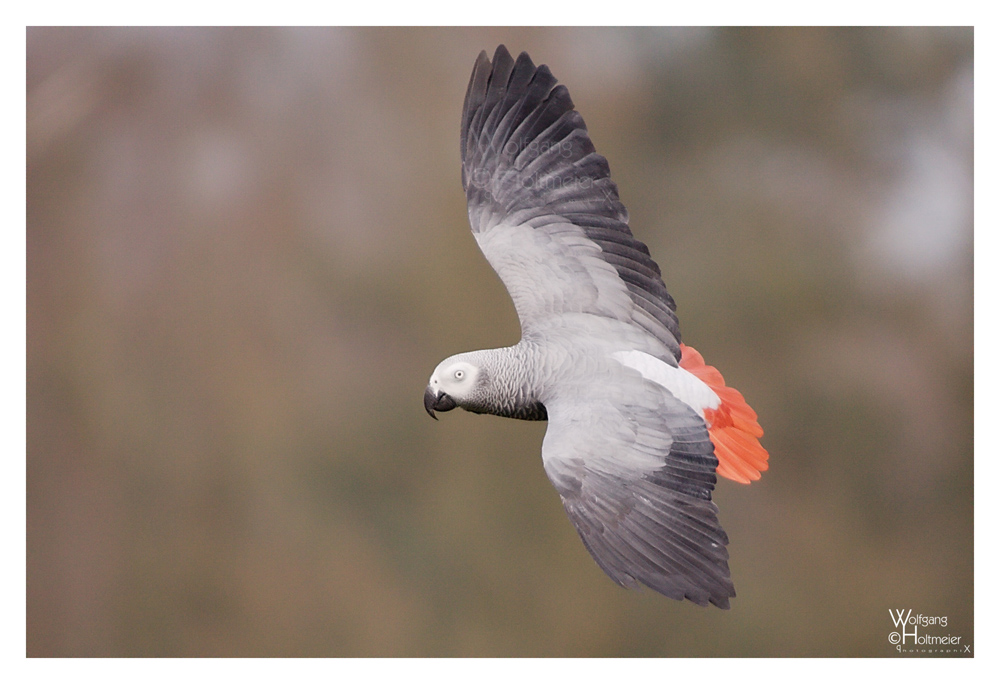 Fly - African Grey