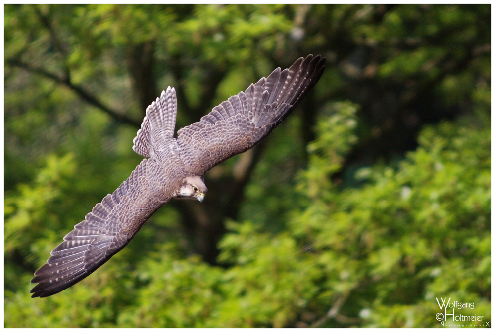 Falco biarmicus