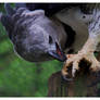 Harpy Eagle II - Feet