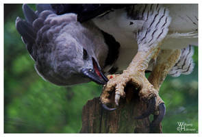 Harpy Eagle II - Feet