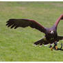 Harris Hawk - Visitor