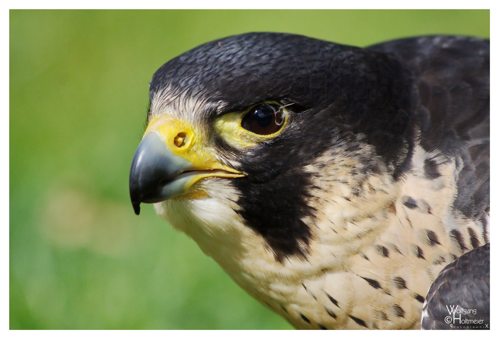 Peregrine falcon I