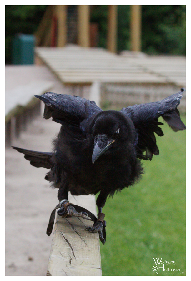 Dancing on the Catwalk