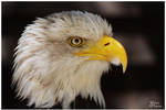 Bald Eagle Portrait by W0LLE