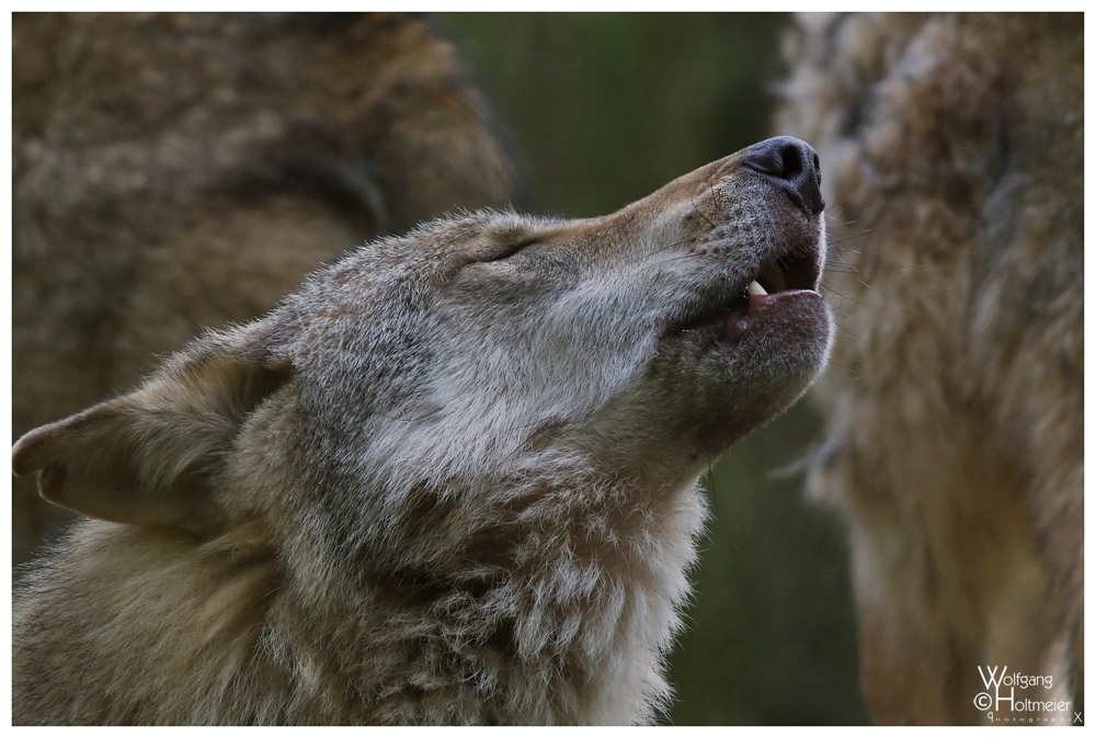 Howling again and again