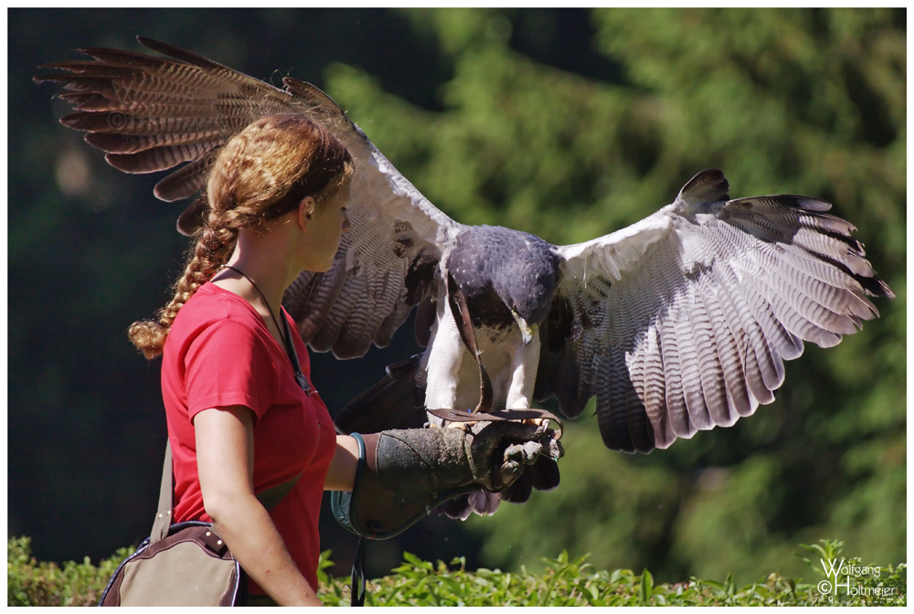 Black-chested Buzzard-eagle 2