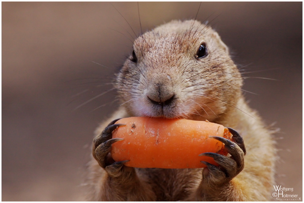 Carrots-Terminator