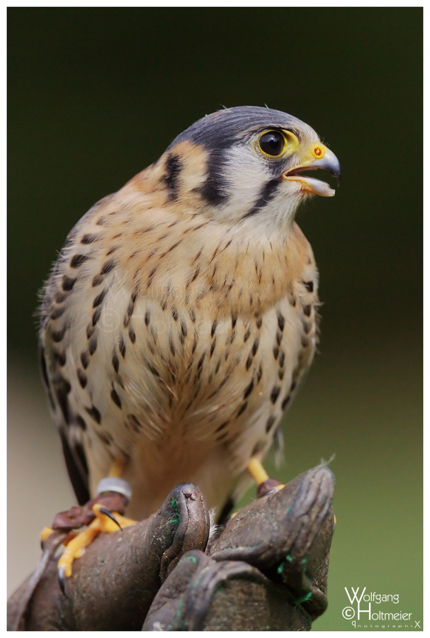 American Kestrel