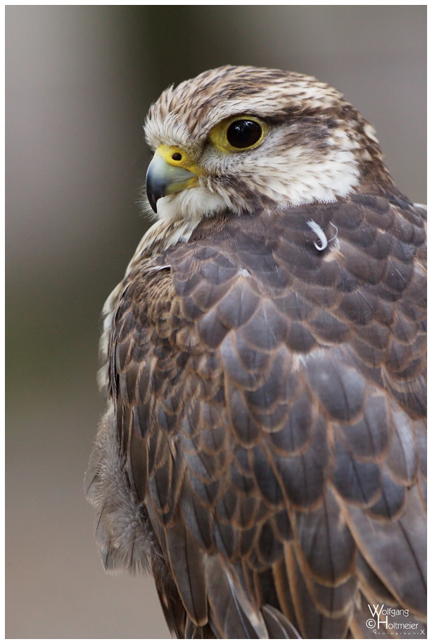 Saker Portrait II