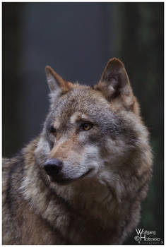 Portrait of a Wolf