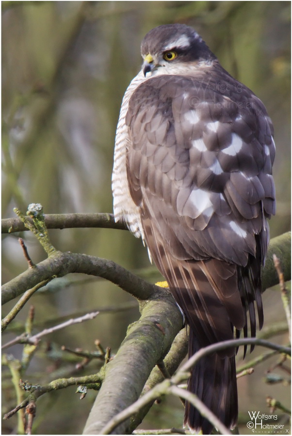 Wildlife - Sparrowhawk I