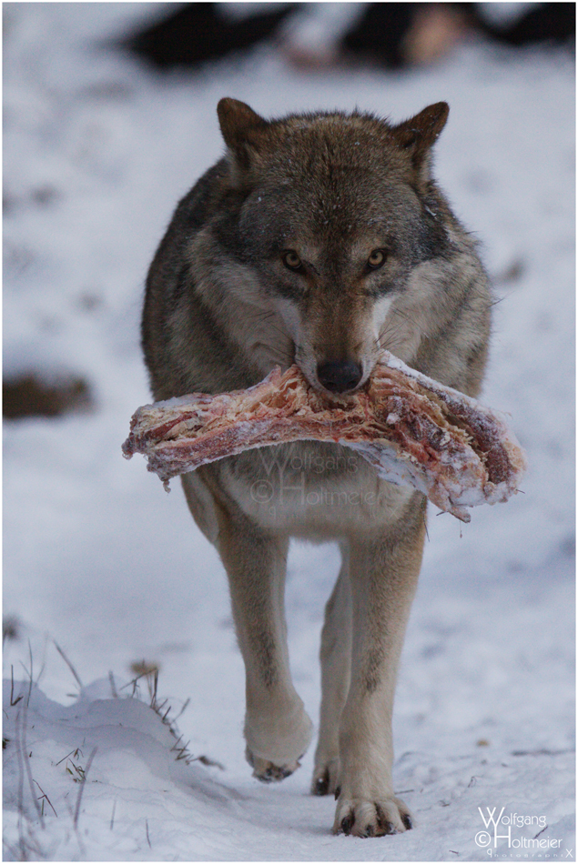 GreyWolf - Beef on the Rocks