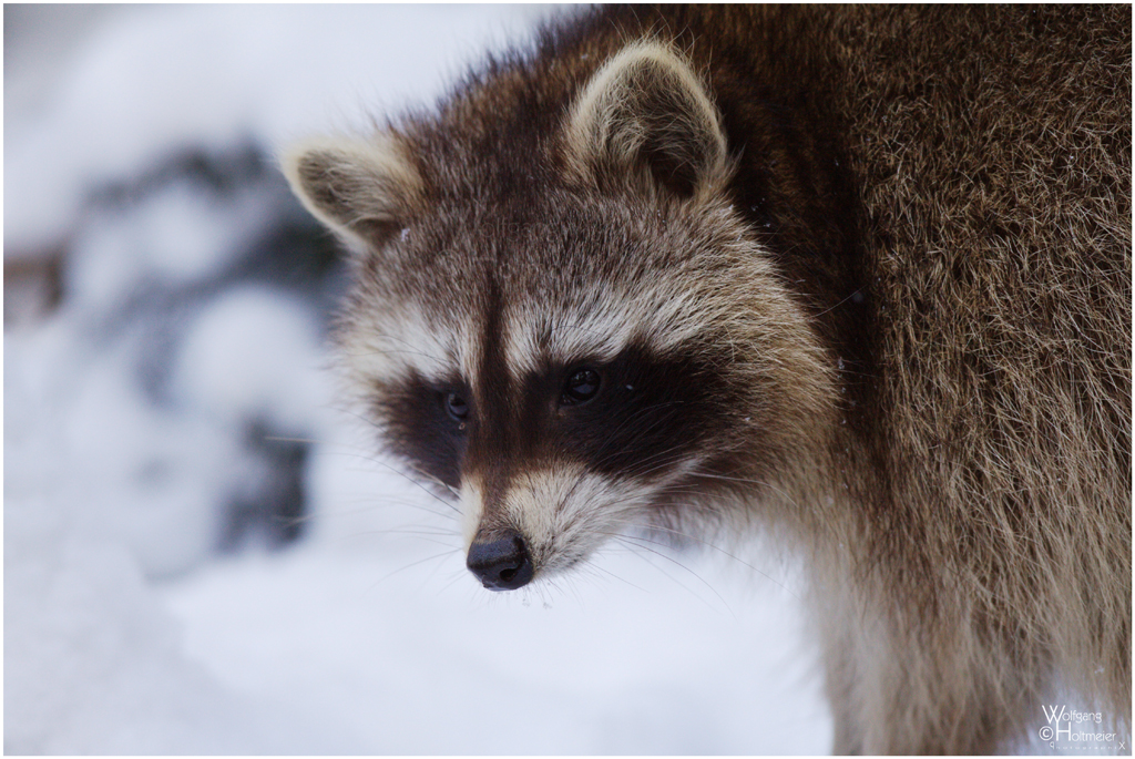 Snowy Racoon