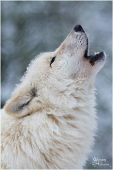 2010-29 Howling in the snow