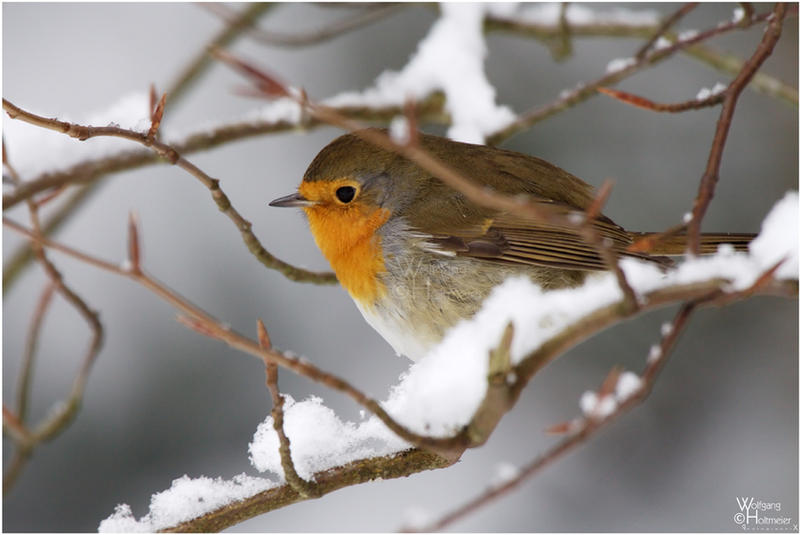 2010-78 European Robin