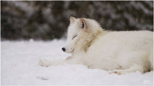 2010-131 Arctic Fox