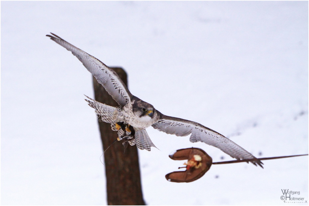 2010-158 Hunting the Lure II