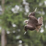 2010-285 Breakdancing Saker