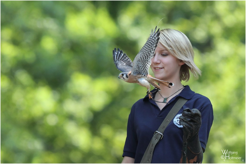 2011-59 American Kestrel