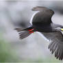 2011-98 Inca Tern I