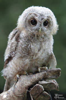 2011-103 Tawny Owl