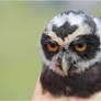 2011-114  Spectacled Owl