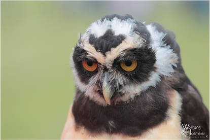 2011-114  Spectacled Owl