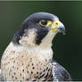 2011-119 Peregrine Falcon