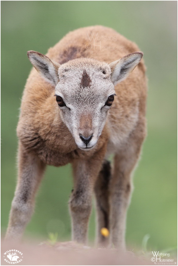 2012-54 Little Bighorn