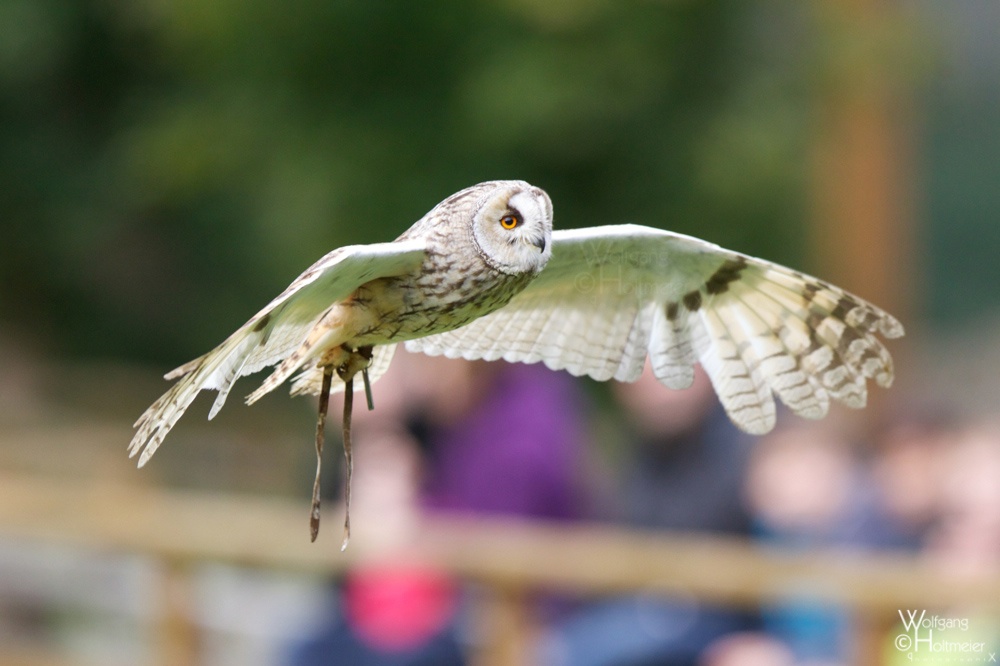 2012-130 Long Eared Owl