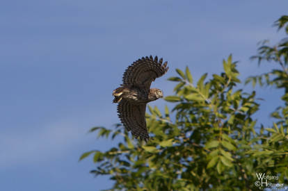 2012-134 Wildlife