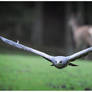 2013-65 Deer