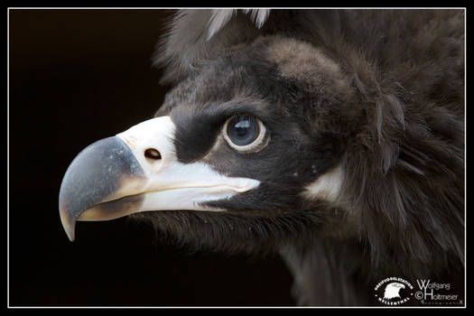2013-93 Monk Vulture