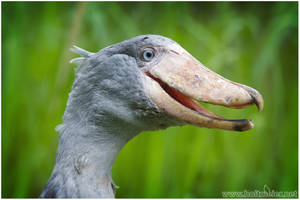 2015-3 Shoebill