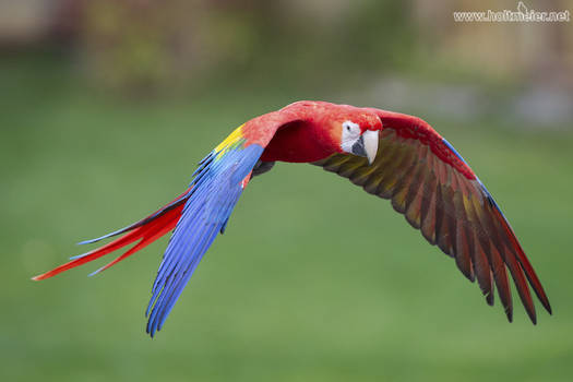 2018 - 11 Macaw