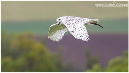 2019 - 02 ...::: Snowy Owl :::...