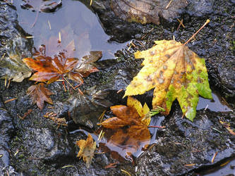 Fallen Leaves