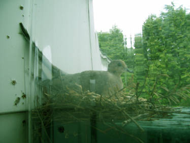 Nature on my windowsill