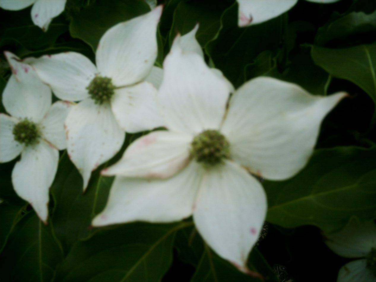 Dogwood