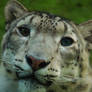 Snow Leopard 2